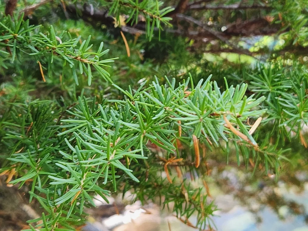 Tsuga Mertensiana