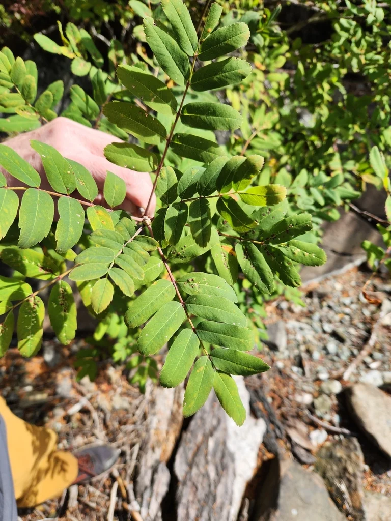 Sorbus Sitchensis