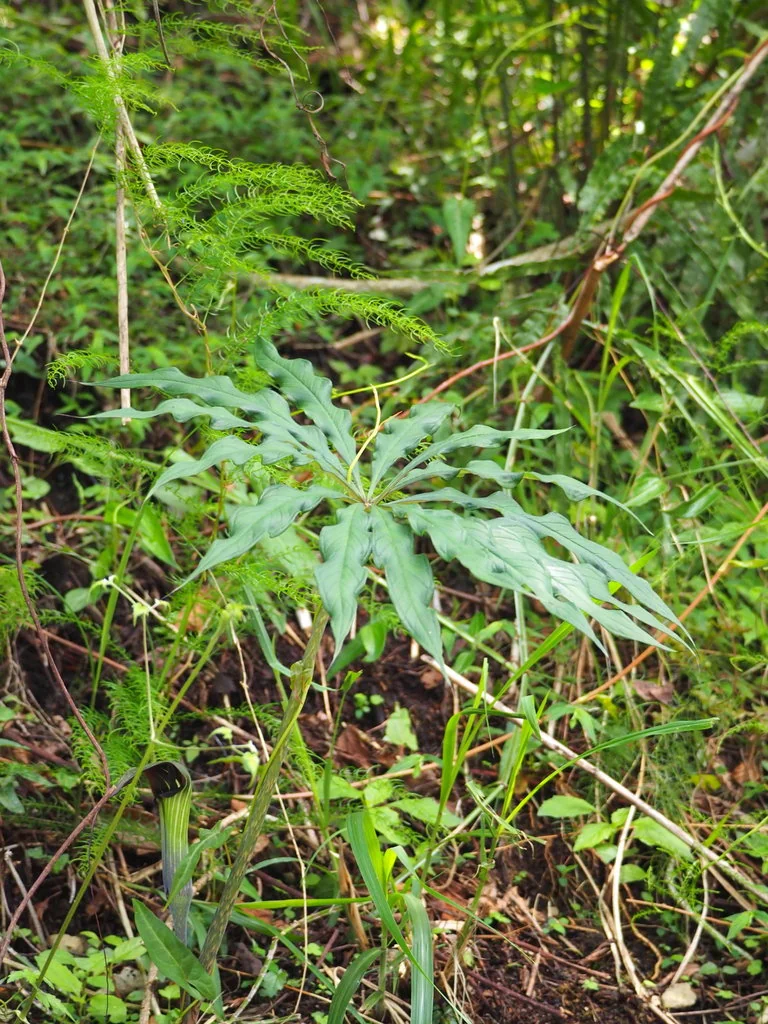 Arisaema consanguineum