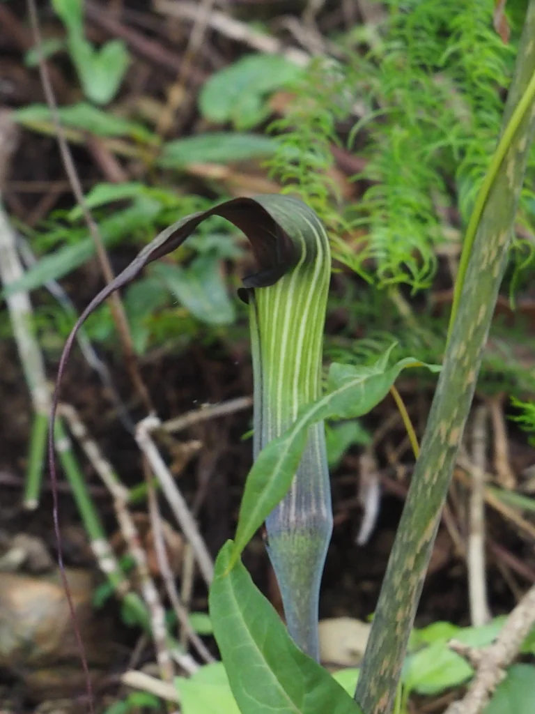 Arisaema consanguineum