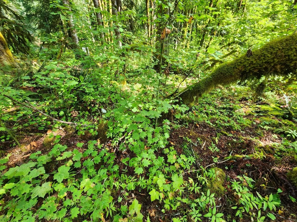 Acer Palmatum