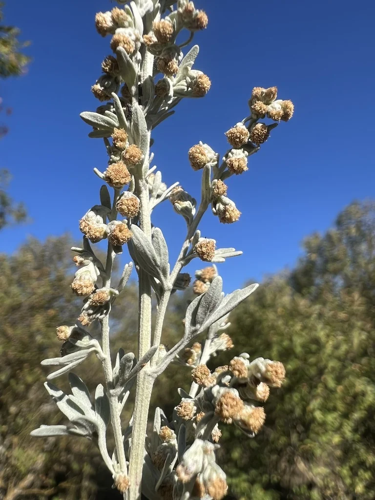 Artemisia Absinthium