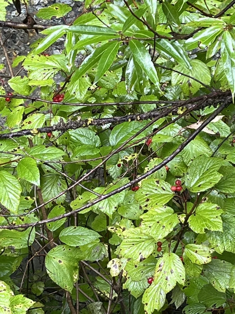 Viburnum Edule