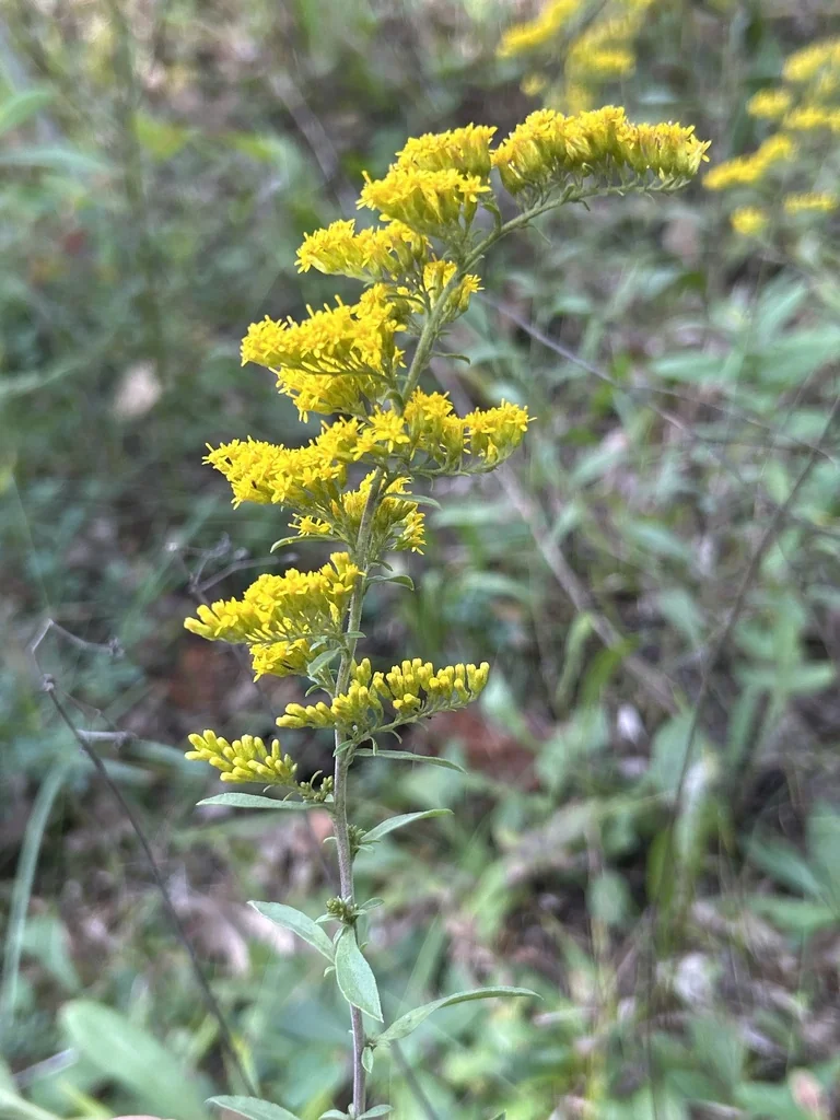 Solidago Nemoralis