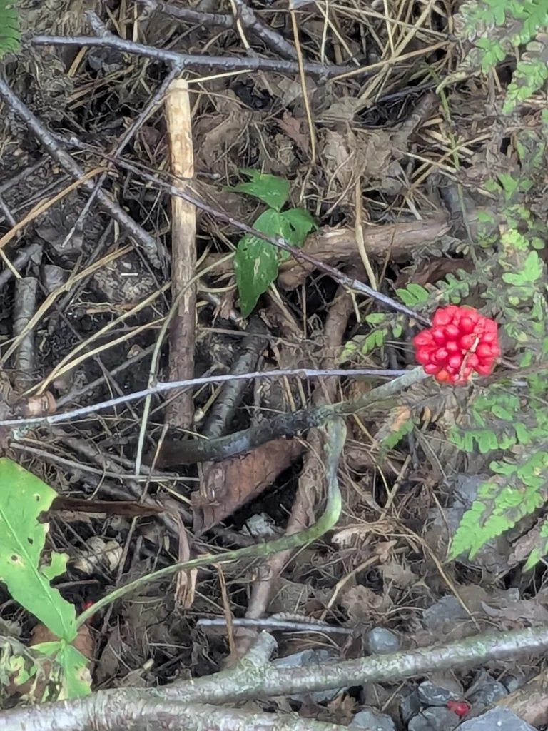 Arisaema Triphyllum