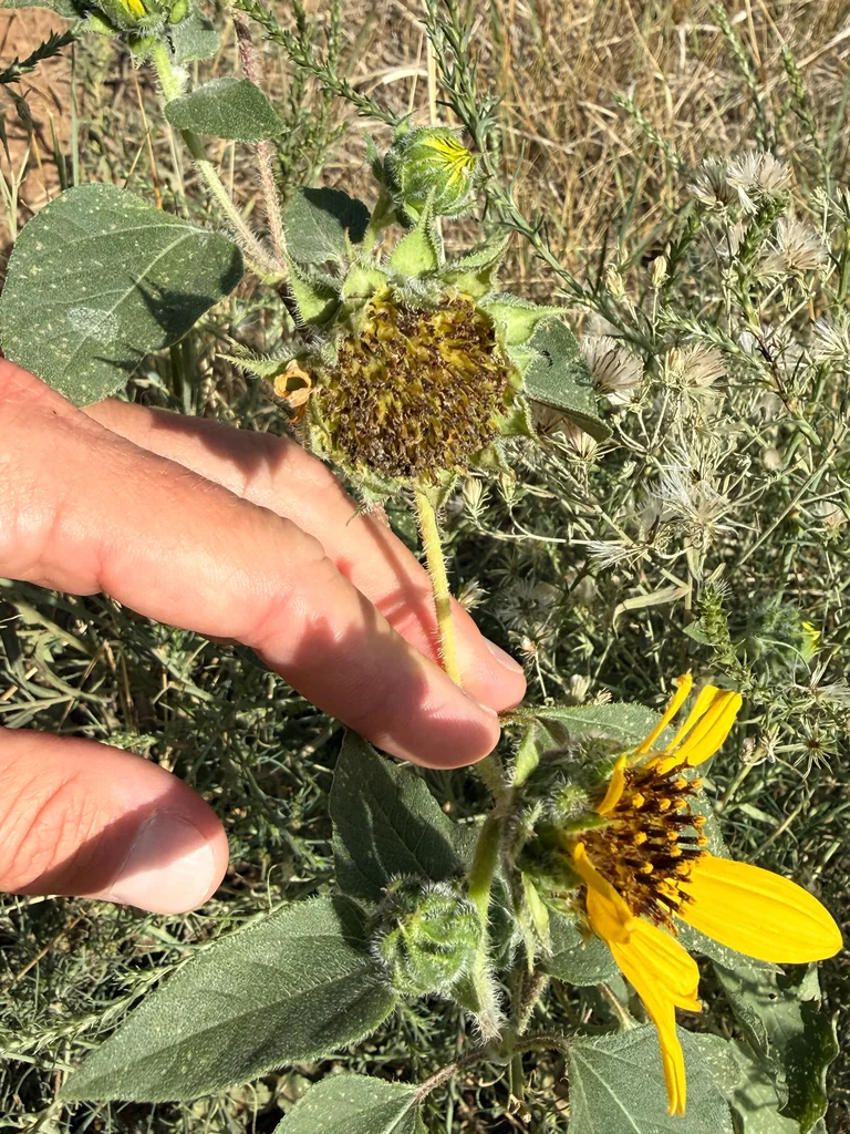 Helianthus Annuus