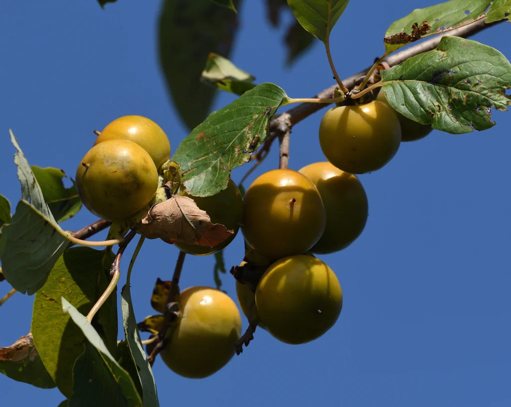 Diospyros Virginiana