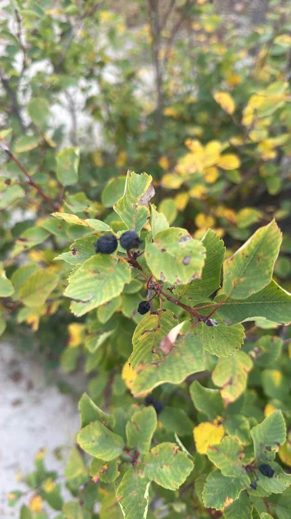 Amelanchier Alnifolia