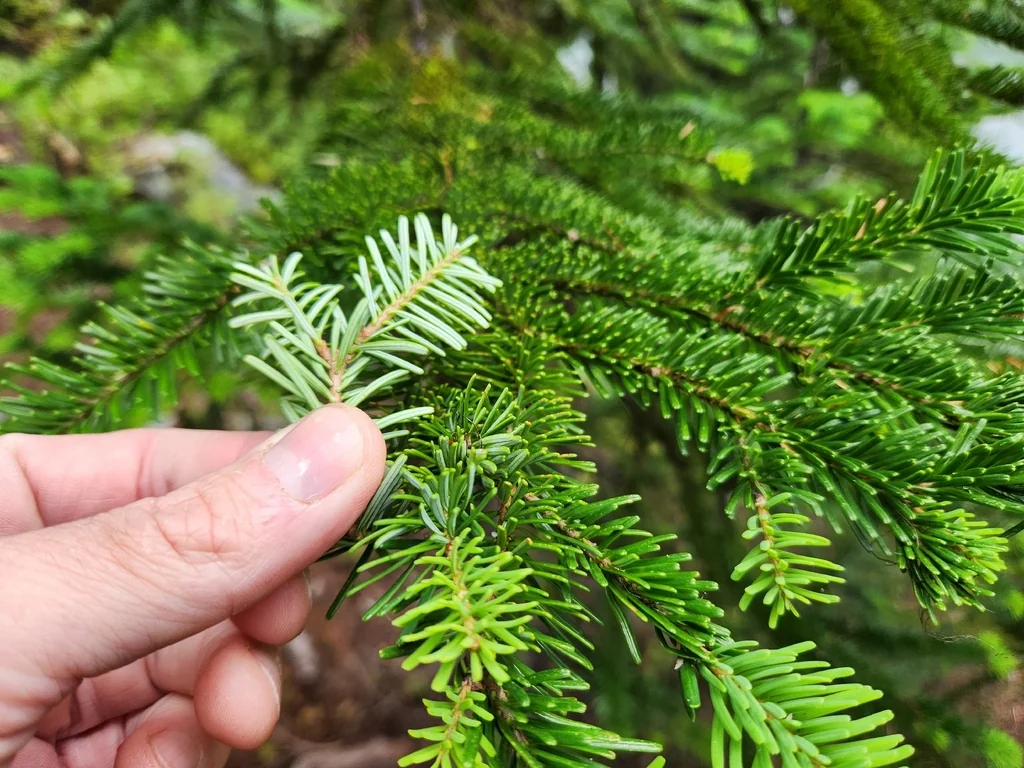 Abies Amabilis