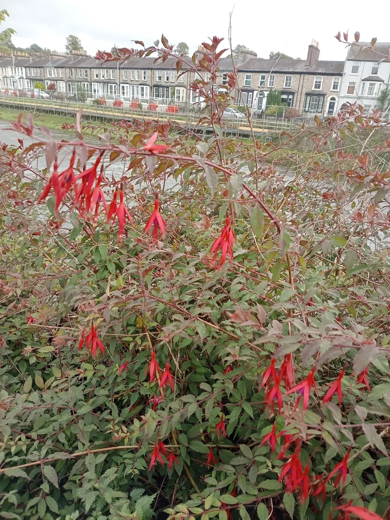 Fuchsia Magellanica