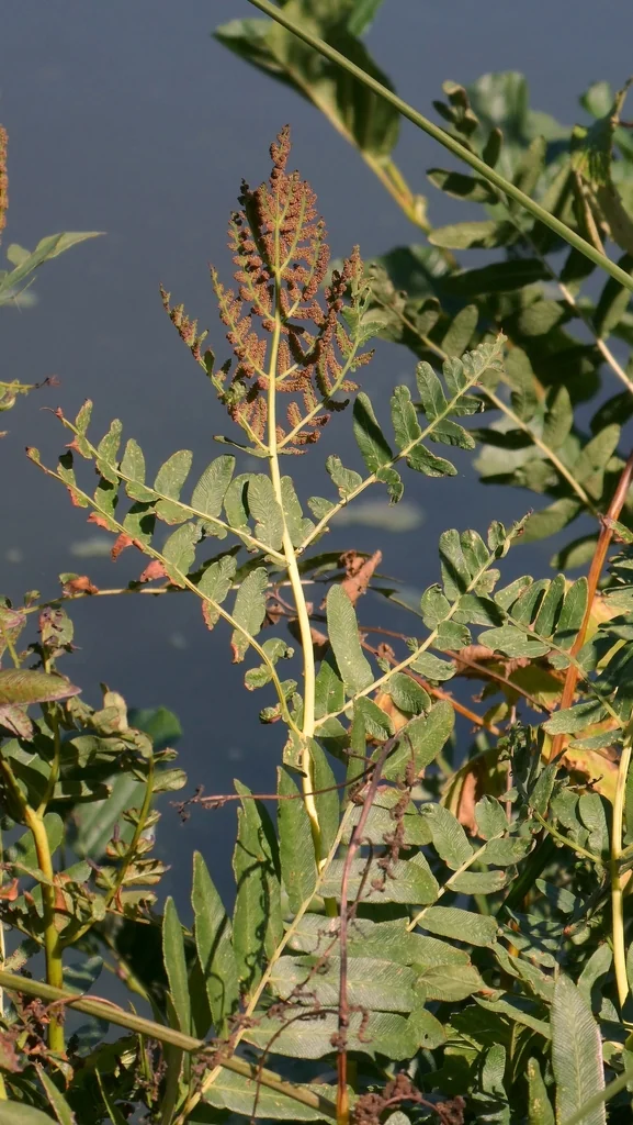 Osmunda Regalis