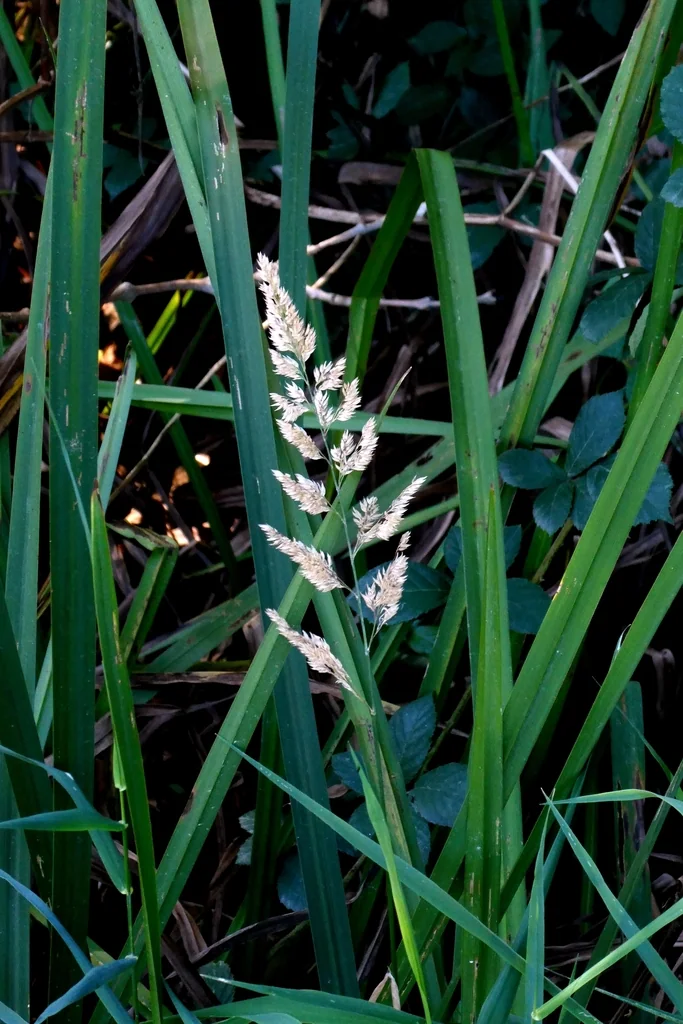 Phalaris Arundinacea Picta