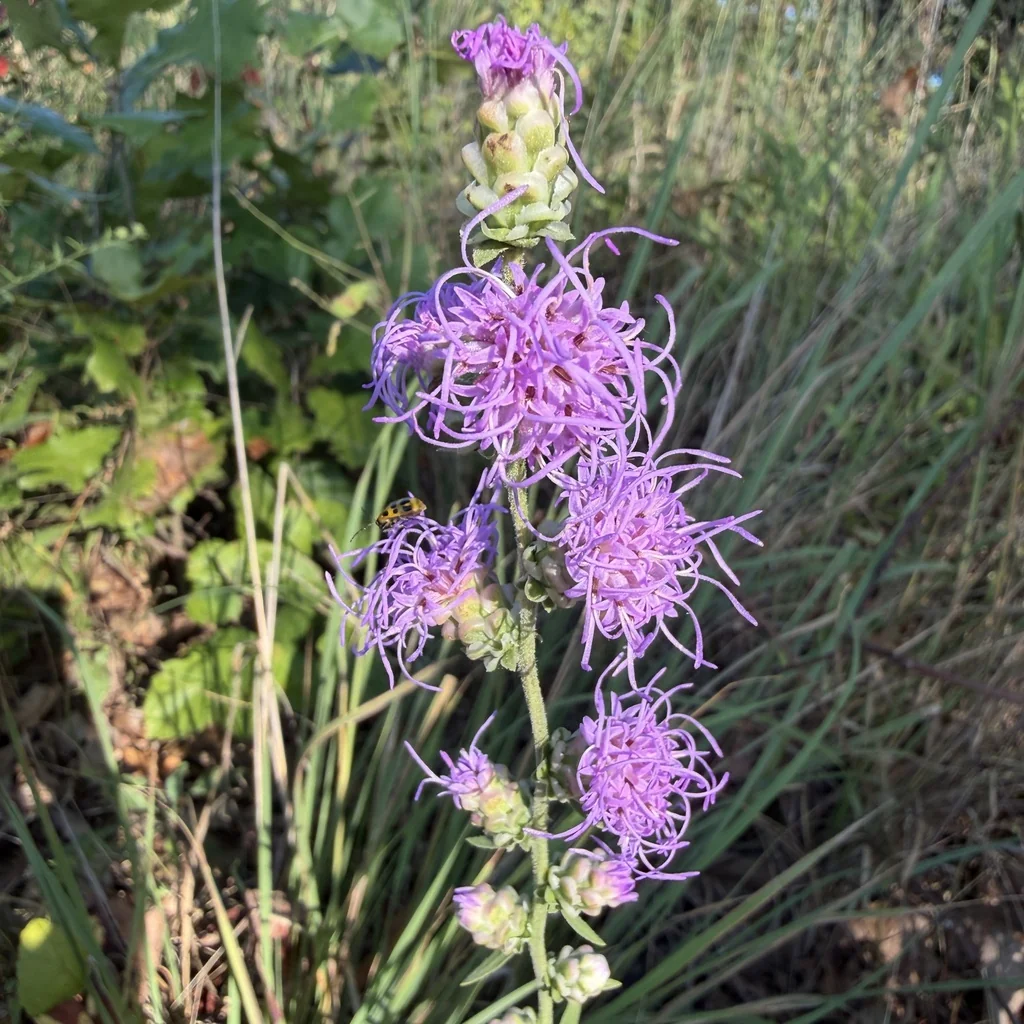 Liatris Aspera