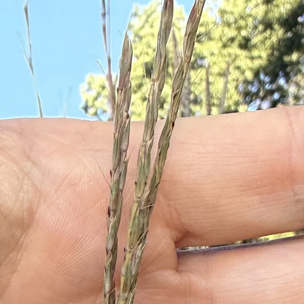 Andropogon Gerardii