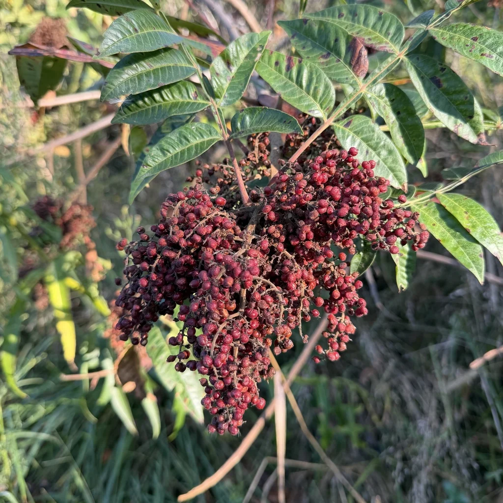 Rhus Copallina