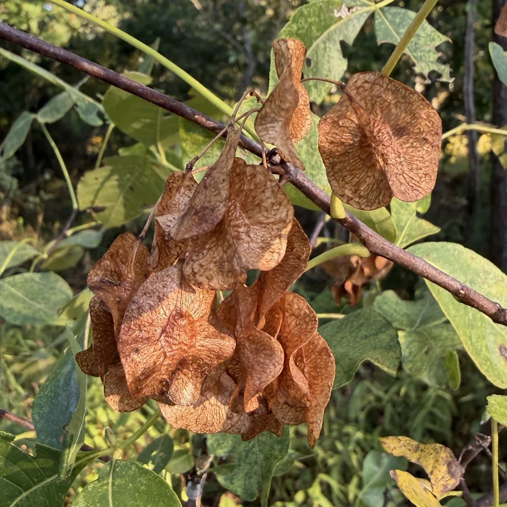 Ptelea Trifoliata