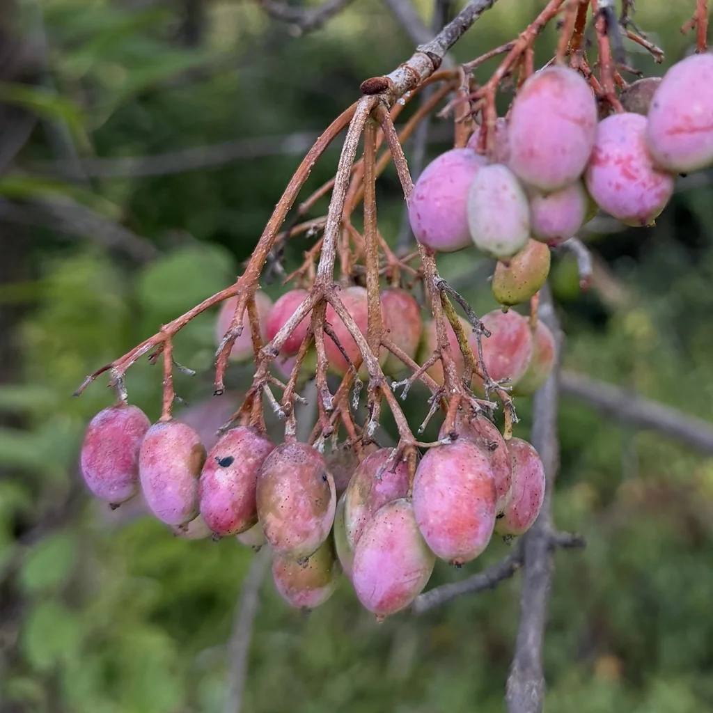 Viburnum rufidulum