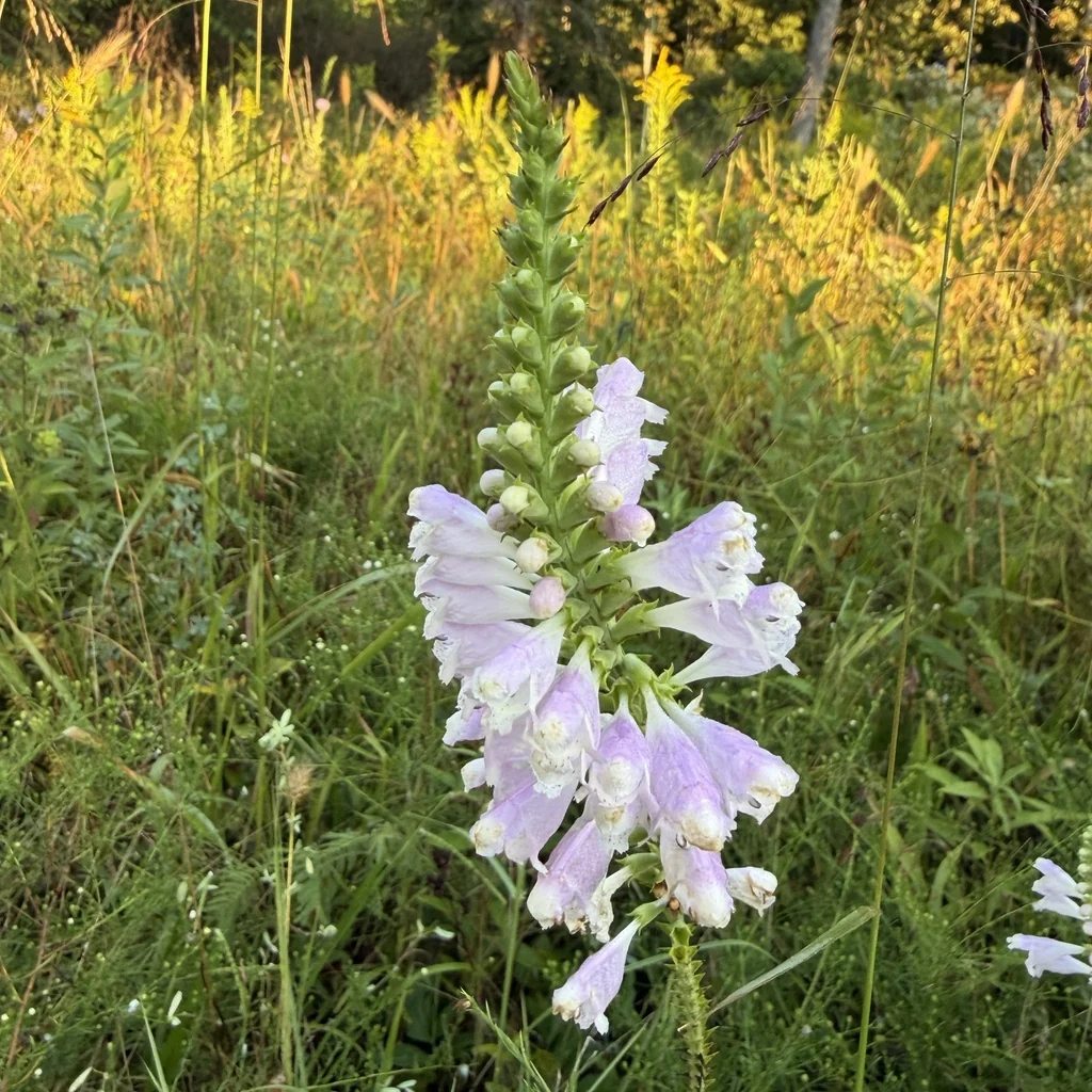 Physostegia Virginiana