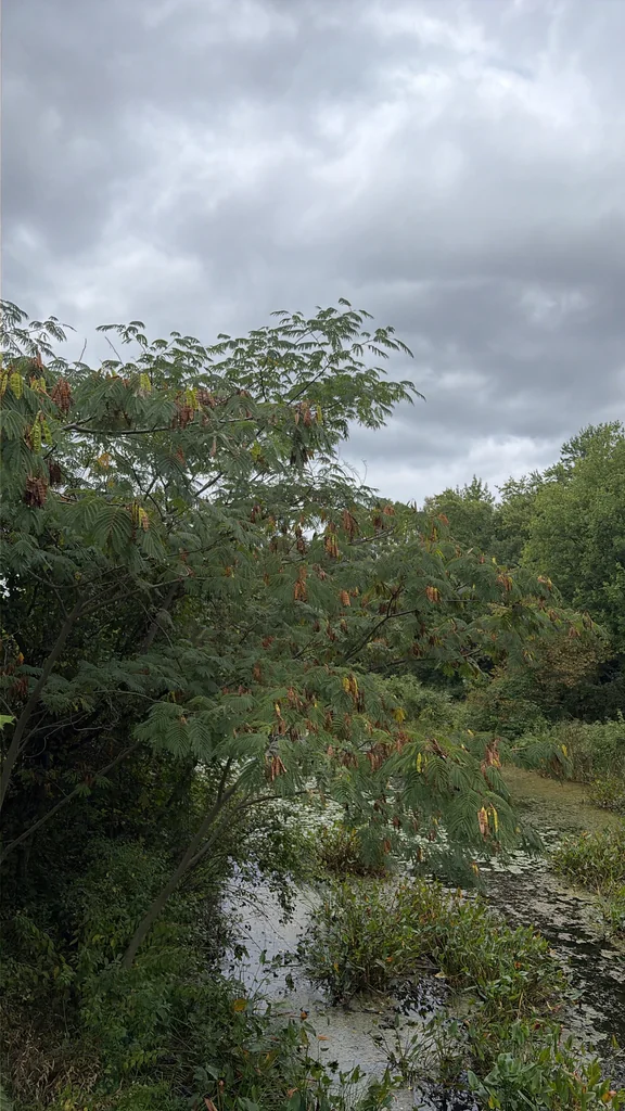 Albizia Julibrissin