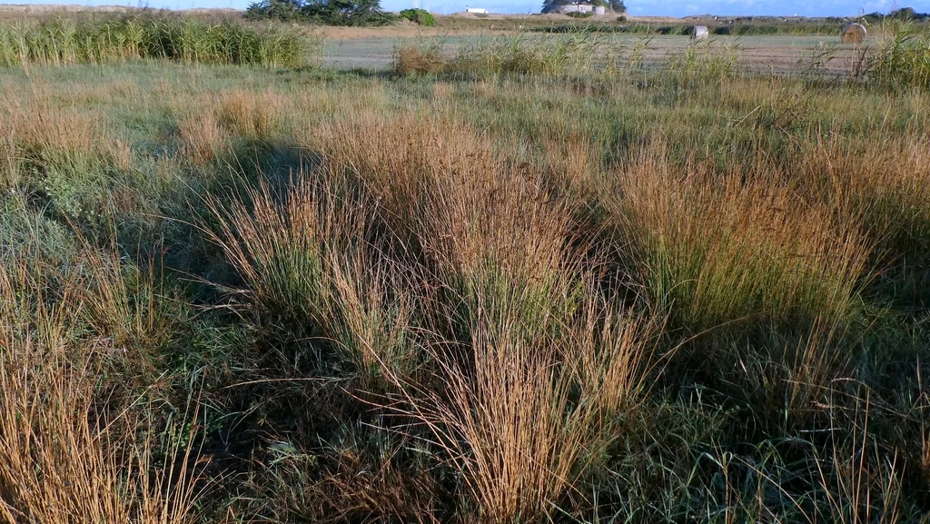 Juncus effusus