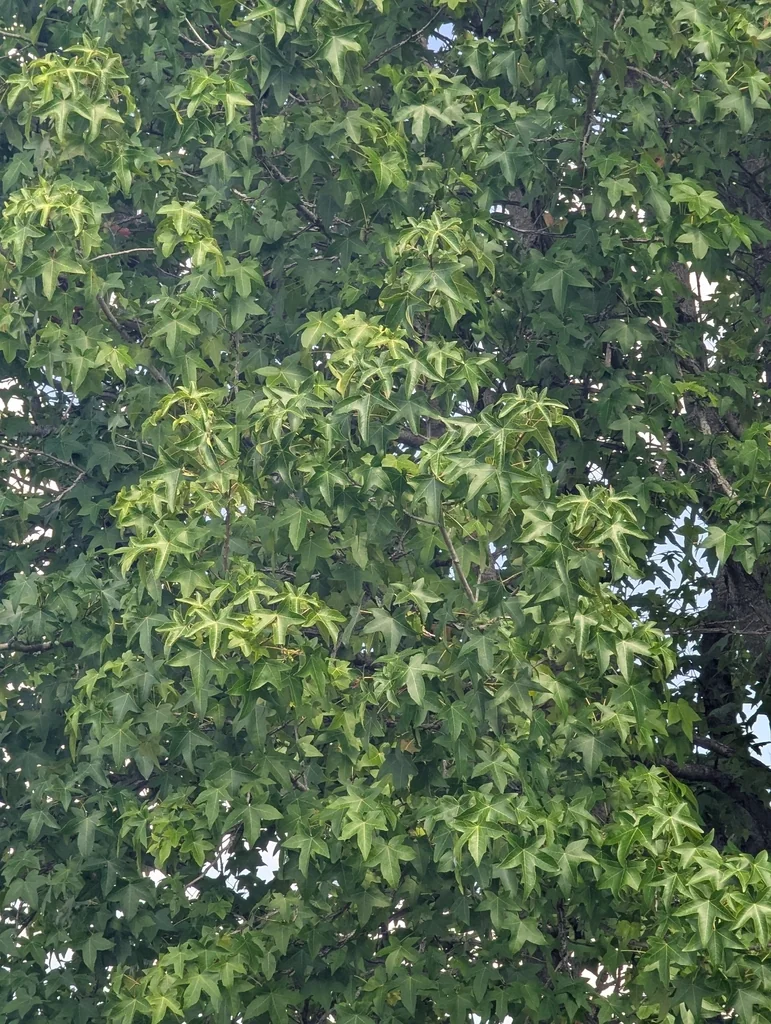 Liquidambar Styraciflua