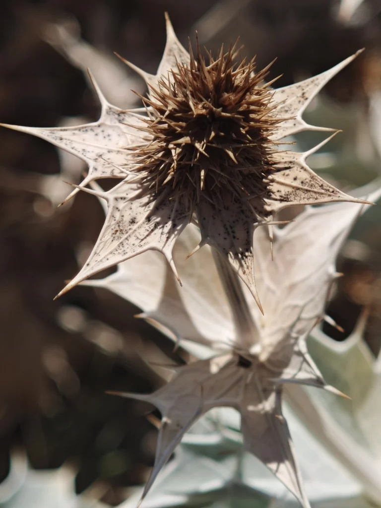 Eryngium Maritimum