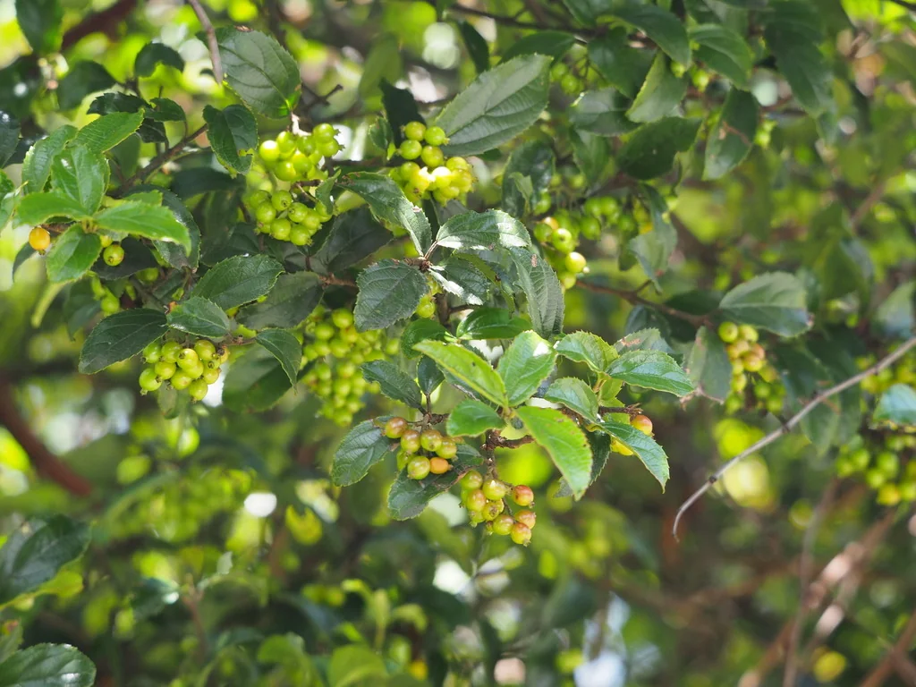 Viburnum Suspensum