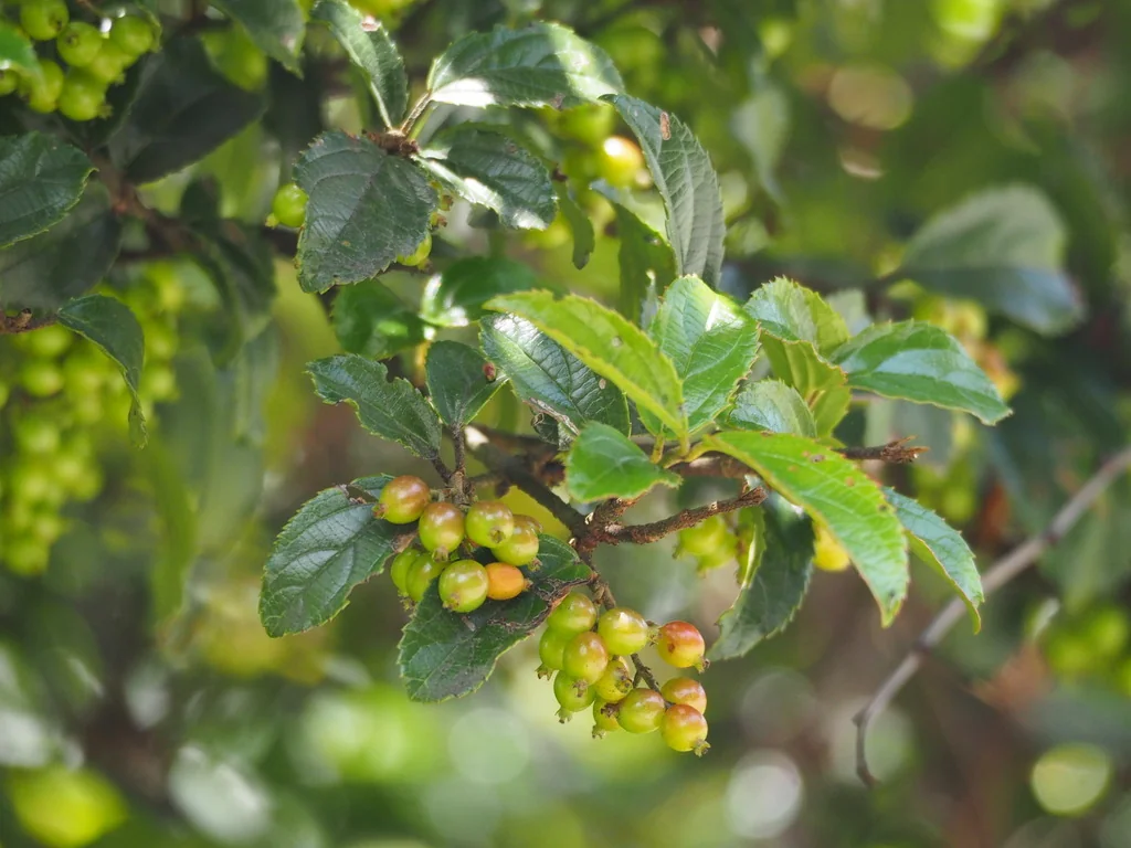 Viburnum Suspensum