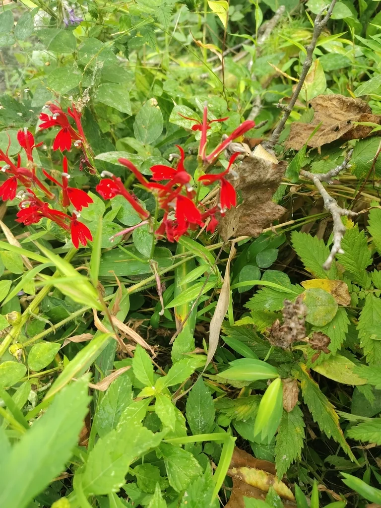 Lobelia Cardinalis