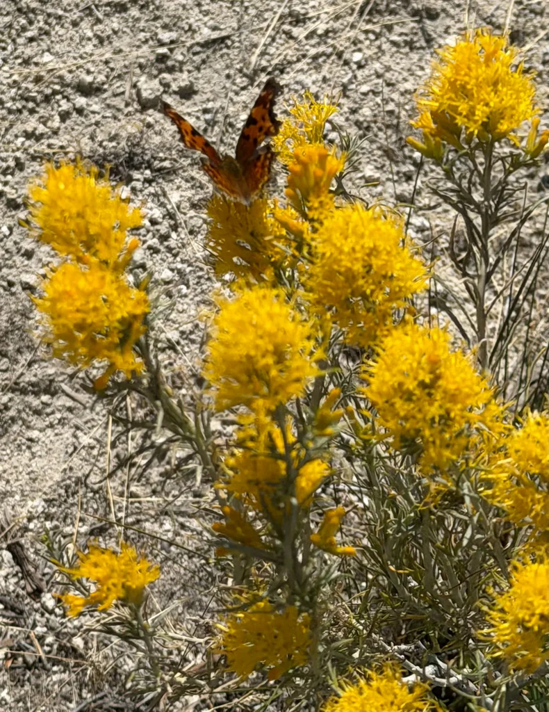 Chrysothamnus Nauseosus