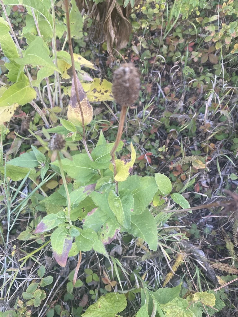 Rudbeckia Occidentalis