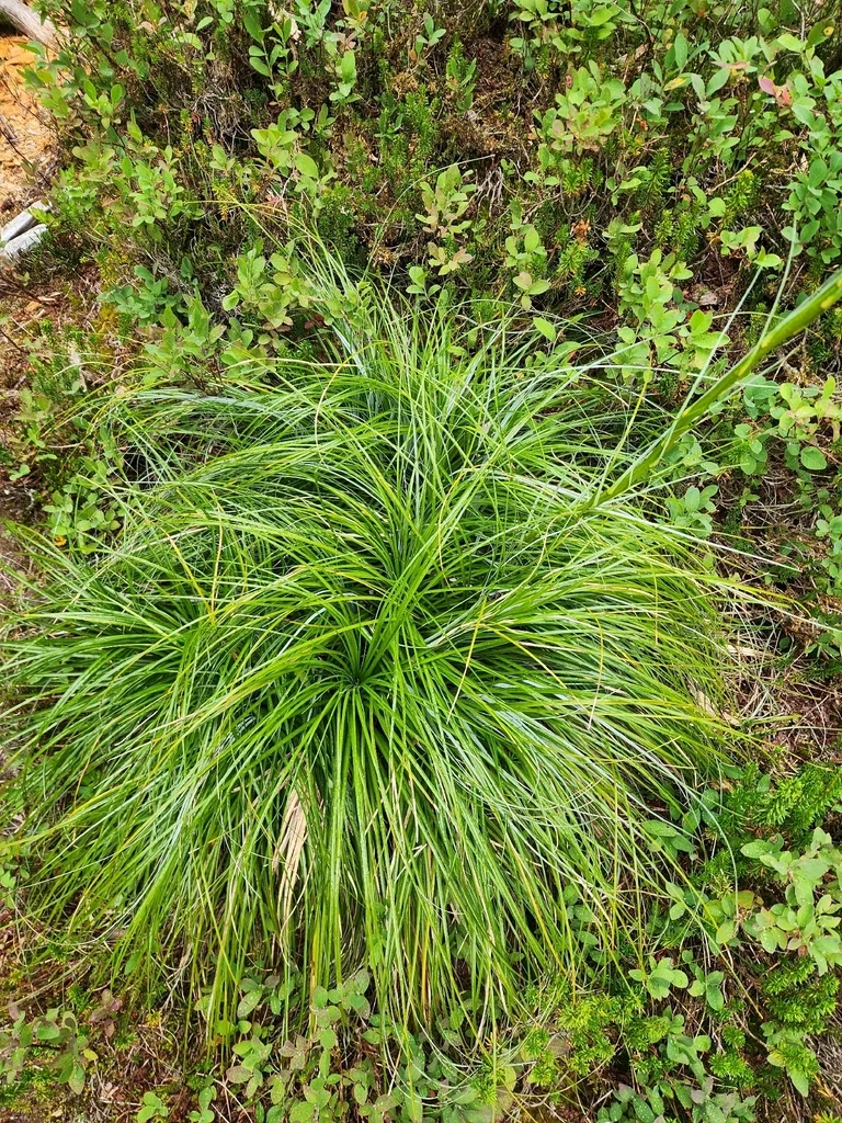 Xerophyllum Tenax