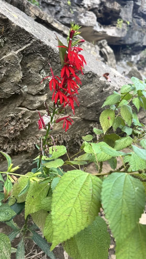 Lobelia Cardinalis