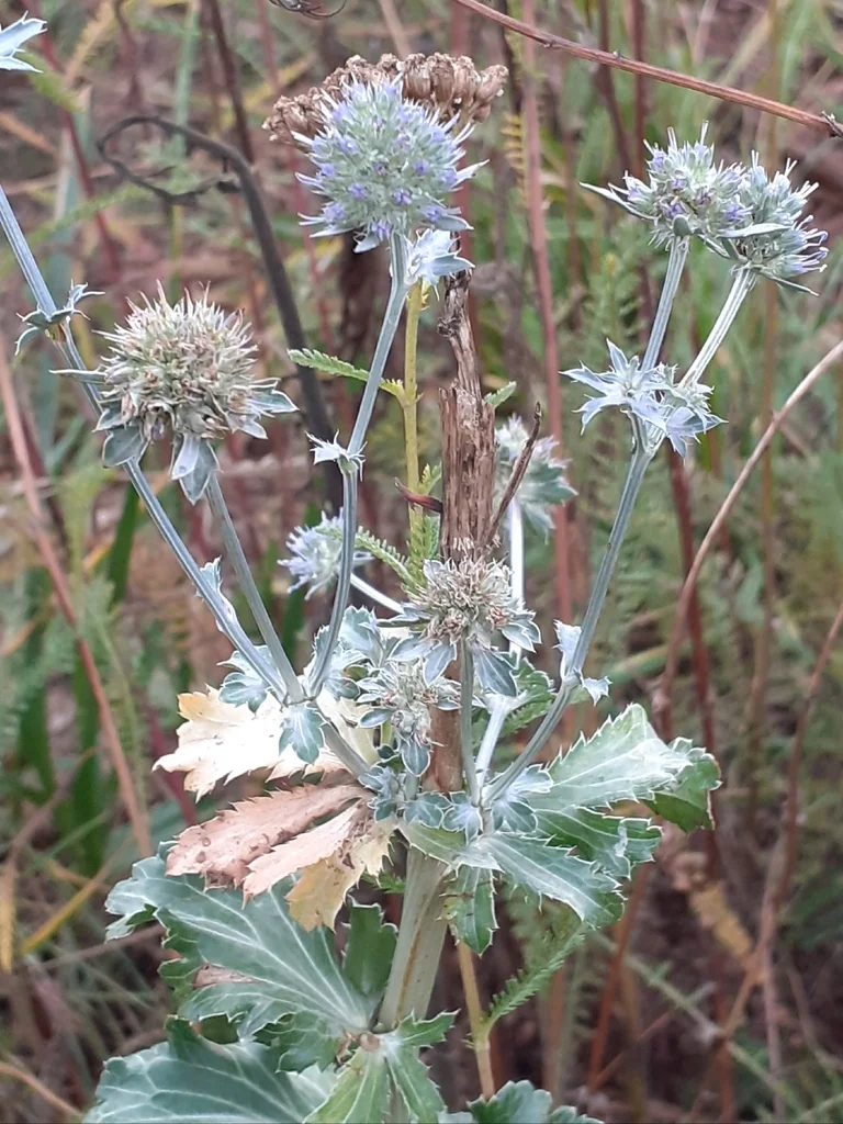 Eryngium Planum