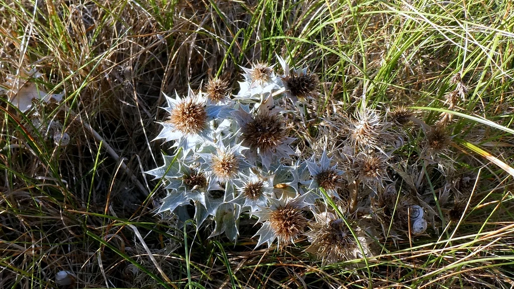 Eryngium Maritimum