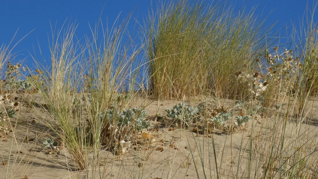 Eryngium Maritimum