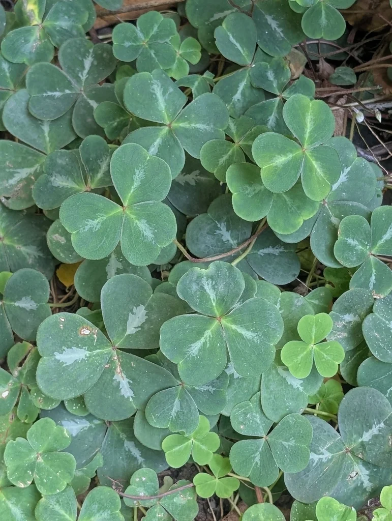 Oxalis Oregana