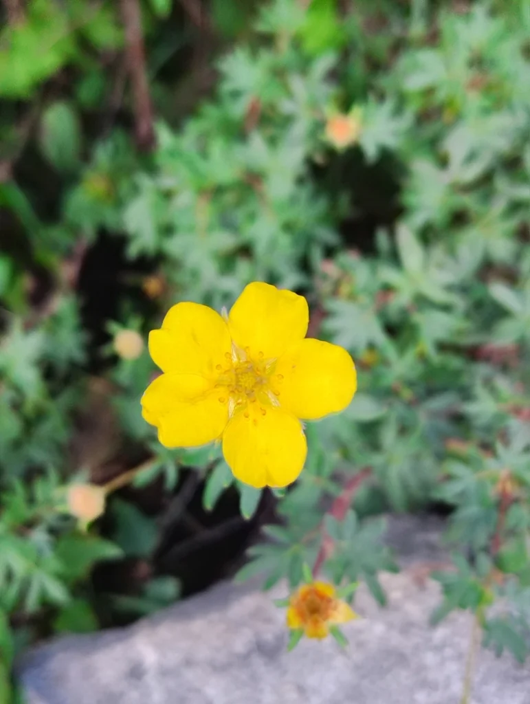 Potentilla fruticosa