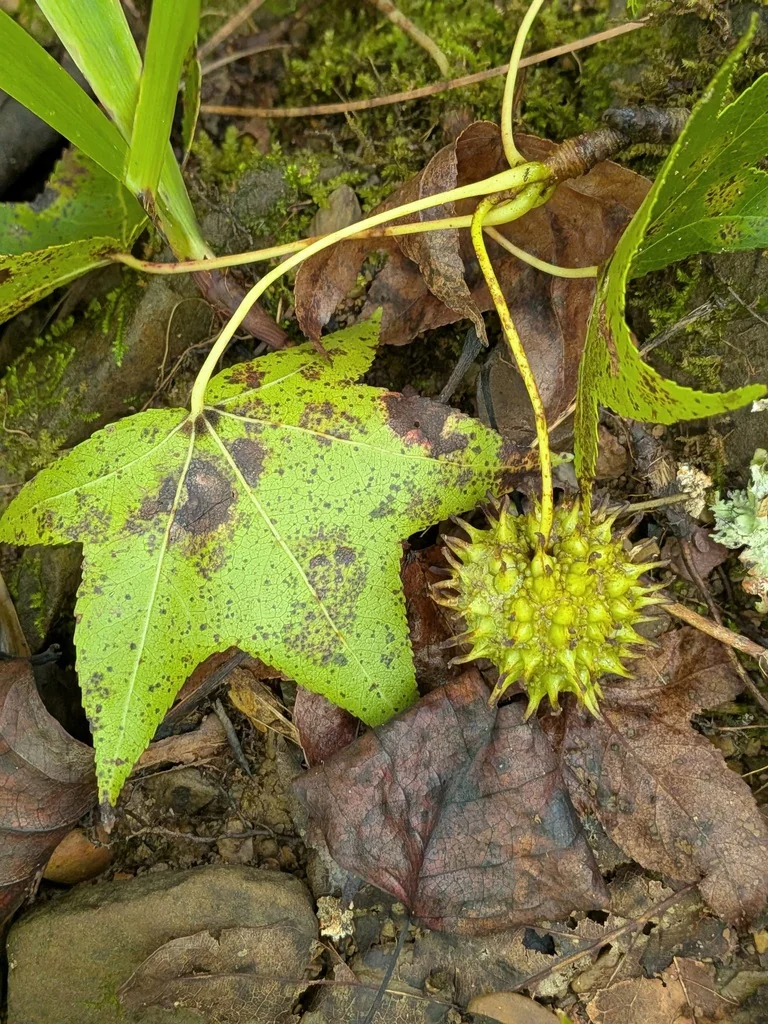 Liquidambar Styraciflua