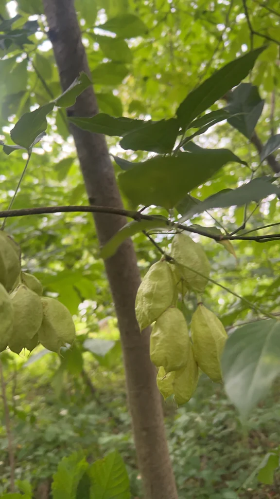 Staphylea Trifolia