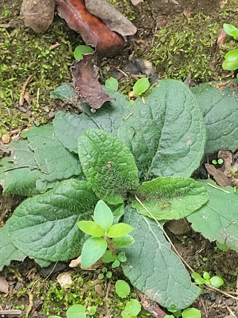 Salvia Lyrata