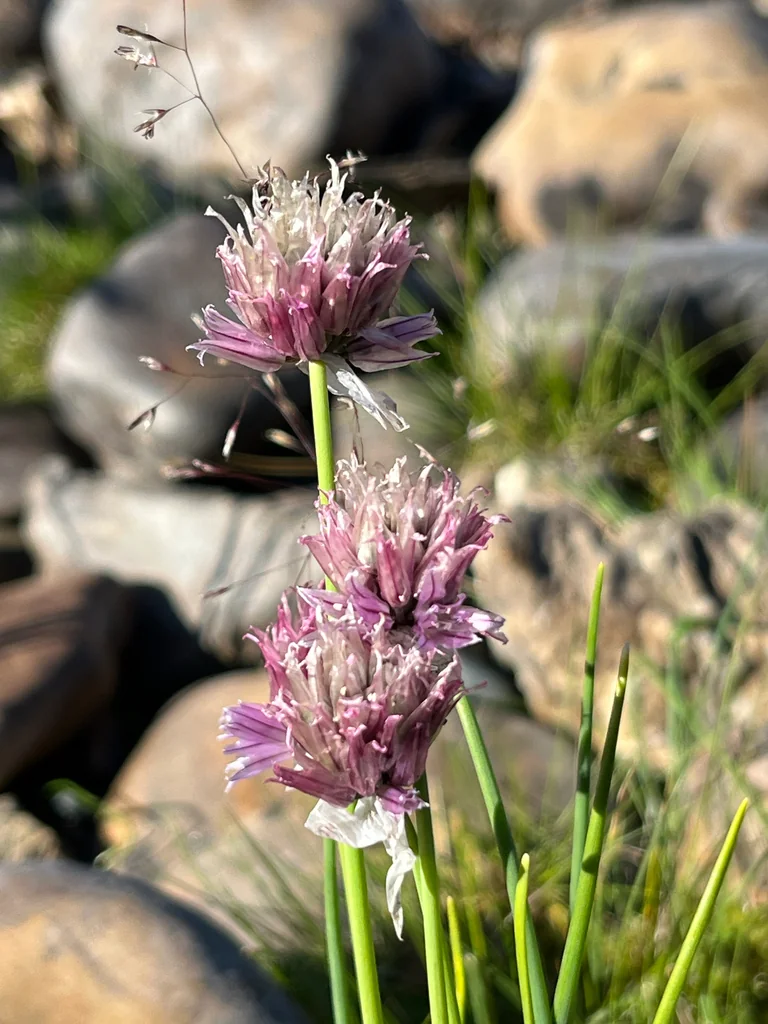 Allium Schoenoprasum