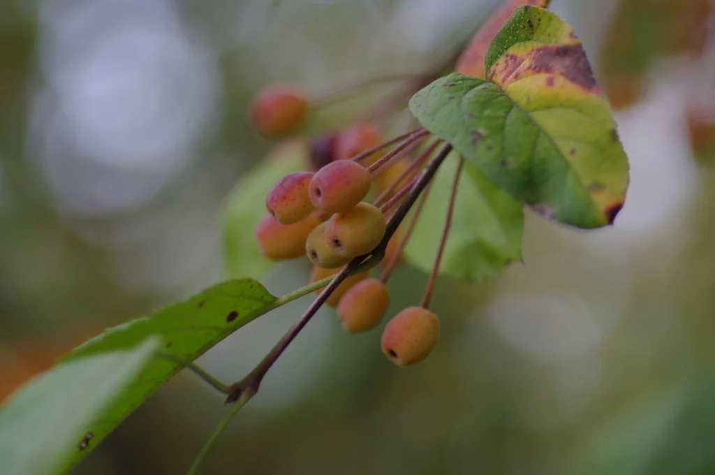 Malus Fusca