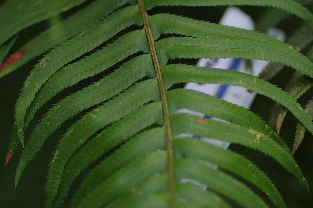 Polystichum Munitum