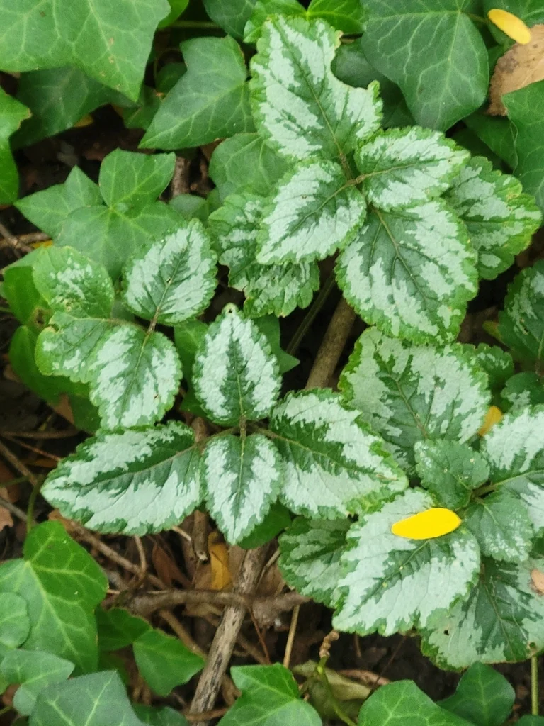 Lamium Galeobdolon