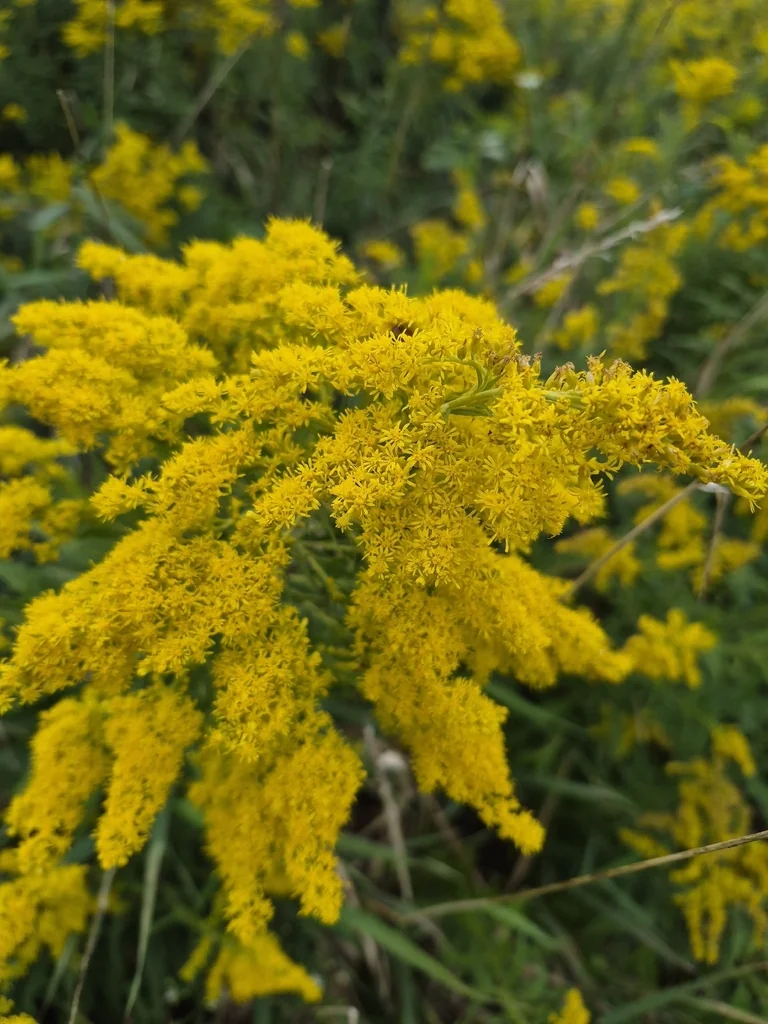 Solidago Altissima