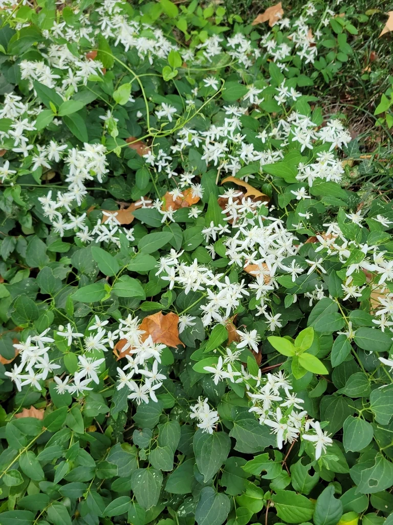 Clematis Ternifolia