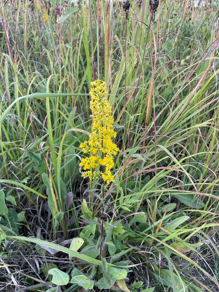 Solidago Speciosa