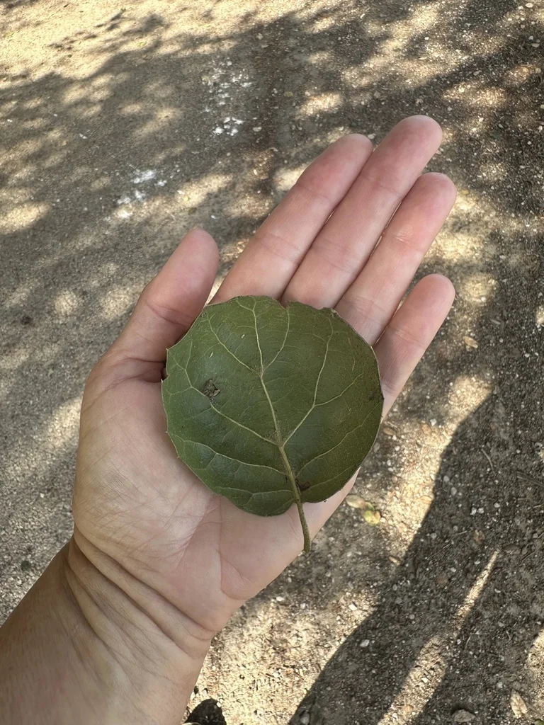 Quercus agrifolia