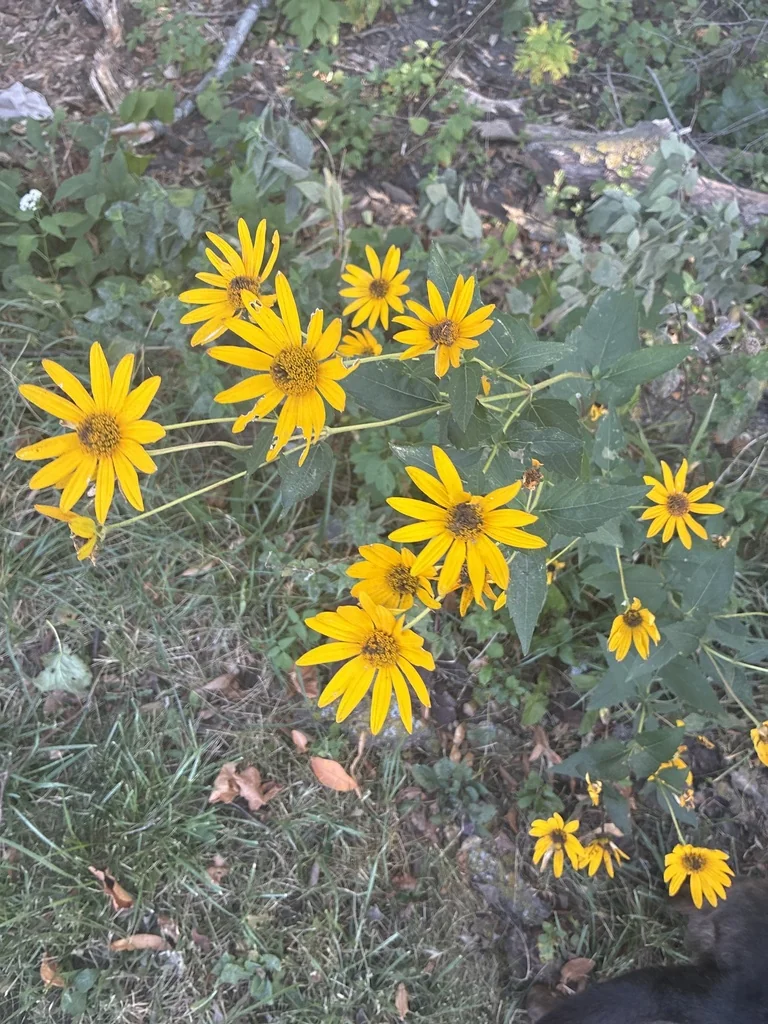 Heliopsis helianthoides